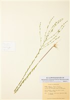 藏品(德州亞麻)的圖片
